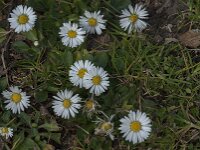 Bellis perennis 95, Madeliefje, Saxifraga-Jan van der Straaten