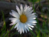 Bellis sylvestris 10, Saxifraga-Ed Stikvoort
