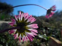 Bellis sylvestris 11, Saxifraga-Ed Stikvoort