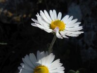 Bellis sylvestris 12, Saxifraga-Ed Stikvoort