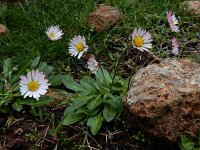 Bellis sylvestris 13, Saxifraga-Ed Stikvoort