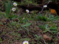 Bellis sylvestris 14, Saxifraga-Ed Stikvoort