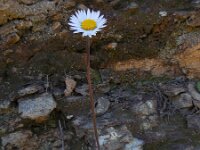Bellis sylvestris 15, Saxifraga-Ed Stikvoort
