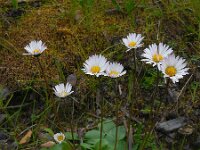 Bellis sylvestris 16, Saxifraga-Ed Stikvoort
