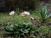 Bellis sylvestris 17, Saxifraga-Ed Stikvoort