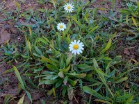 Bellis sylvestris 18, Saxifraga-Peter Meininger