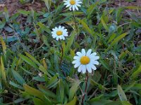 Bellis sylvestris 19, Saxifraga-Peter Meininger