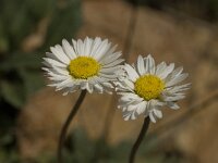 Bellis sylvestris 2, Saxifraga-Jan van der Straaten