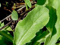 Bellis sylvestris 24, Saxifraga-Sonja Bouwman  Bosmadeliefje - Bellis sylvestris - Asteraceae familie