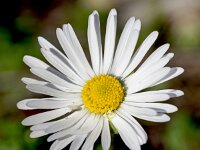 Bellis sylvestris 26, Saxifraga-Sonja Bouwman  Bosmadeliefje - Bellis sylvestris - Asteraceae familie; Skinaria (Zakynthos)