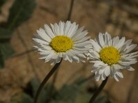 Bellis sylvestris 3, Saxifraga-Jan van der Straaten
