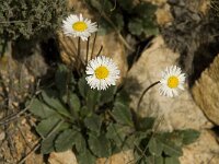 Bellis sylvestris 4, Saxifraga-Willem van Kruijsbergen