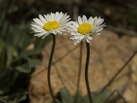 Bellis sylvestris 5, Saxifraga-Jan van der Straaten