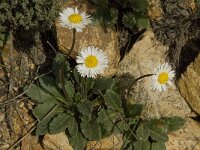 Bellis sylvestris 6, Saxifraga-Willem van Kruijsbergen