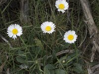 Bellis sylvestris 7, Saxifraga-Willem van Kruijsbergen