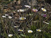 Bellis sylvestris 8, Saxifraga-Willem van Kruijsbergen