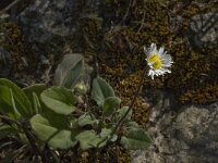 Bellis sylvestris 9, Saxifraga-Willem van Kruijsbergen