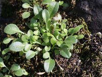 Bellium bellidioides 2, Saxifraga-Rutger Barendse