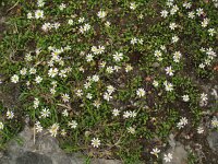 Bellium bellidoides 4, Saxifraga-Rutger Barendse