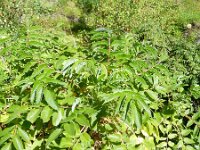 Bencomia caudata 2, Saxifraga-Rutger Barendse