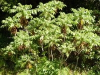 Bencomia caudata 3, Saxifraga-Rutger Barendse