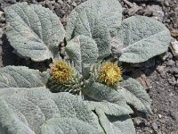 Berardia subacaulis 11, Saxifraga-Harry Jans