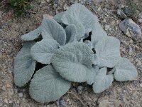 Berardia subacaulis 13, Saxifraga-Harry Jans