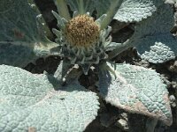 Berardia subacaulis 2, Saxifraga-Jan van der Straaten