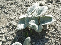 Berardia subacaulis 3, Saxifraga-Jan van der Straaten