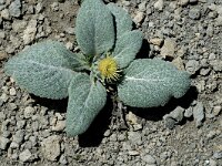 Berardia subacaulis 4, Saxifraga-Jan van der Straaten