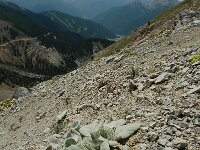 Berardia subacaulis 9, Saxifraga-Harry Jans
