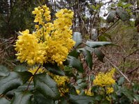 Berberis aquifolium 10, Mahonie, Saxifraga-Ed Stikvoort