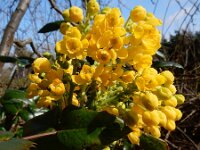 Berberis aquifolium 11, Mahonie, Saxifraga-Ed Stikvoort