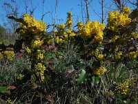 Berberis aquifolium 12, Mahonie, Saxifraga-Ed Stikvoort
