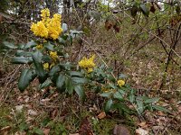 Berberis aquifolium 13, Mahonie, Saxifraga-Ed Stikvoort