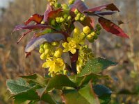 Berberis aquifolium 14, Mahonie, Saxifraga-Ed Stikvoort