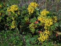 Berberis aquifolium 15, Mahonie, Saxifraga-Ed Stikvoort