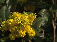 Berberis aquifolium 17, Mahonie, Saxifraga-Jan van der Straaten
