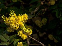 Berberis aquifolium 20, Mahonie, Saxifraga-Jan van der Straaten