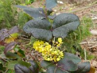 Berberis aquifolium 3, Mahonie, Saxifraga-Rutger Barendse