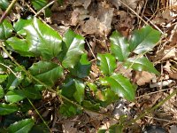 Berberis aquifolium 8, Mahonie, Saxifraga-Rutger Barendse