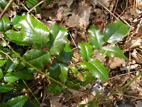 Berberis aquifolium 8, Mahonie, Saxifraga-Rutger Barendse