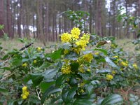 Berberis aquifolium 9, Mahonie, Saxifraga-Jelle van Dijk