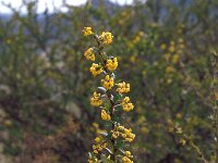 Berberis hispanica 2, Saxifraga-Jan van der Straaten