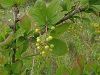 Berberis vulgaris 10, Zuurbes, Saxifraga-Hans Hogenhuis