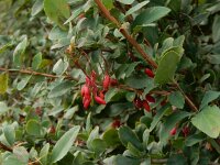 Berberis vulgaris 11, Zuurbes, Saxifraga-Peter Meininger