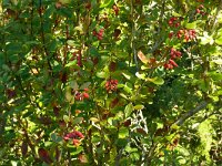 Berberis vulgaris 18, Zuurbes, Saxifraga-Hans Grotenhuis