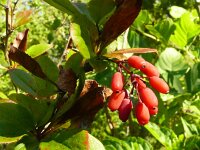 Berberis vulgaris 19, Zuurbes, Saxifraga-Hans Grotenhuis