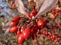 Berberis vulgaris 22, Zuurbes, Saxifraga-Hans Grotenhuis