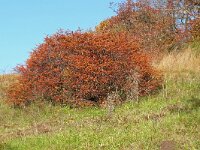 Berberis vulgaris 23, Zuurbes, Saxifraga-Hans Grotenhuis